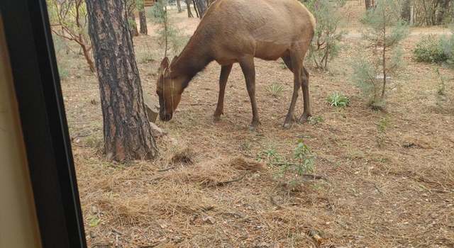 Photo of 6625 Ute Trl, Pine, AZ 85544