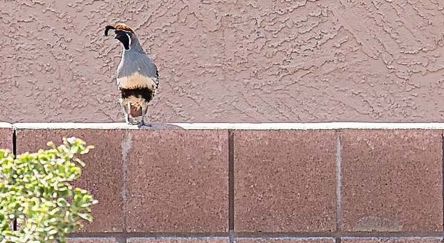 Photo of 16443 W Sandia Park Dr, Surprise, AZ 85374