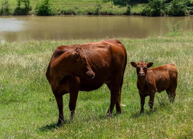 Property at TBD Shaffer Rd, Denison, TX 75021