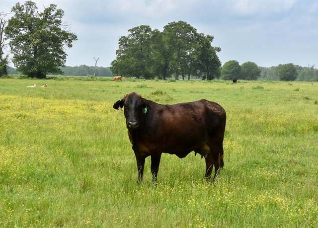 Property at TBD CR 2210, Grapeland, TX 75844