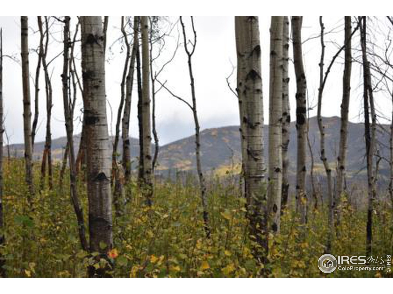 1569 Crystal Mountain Rd, Bellvue, CO 80512 | MLS# 976464 | Redfin