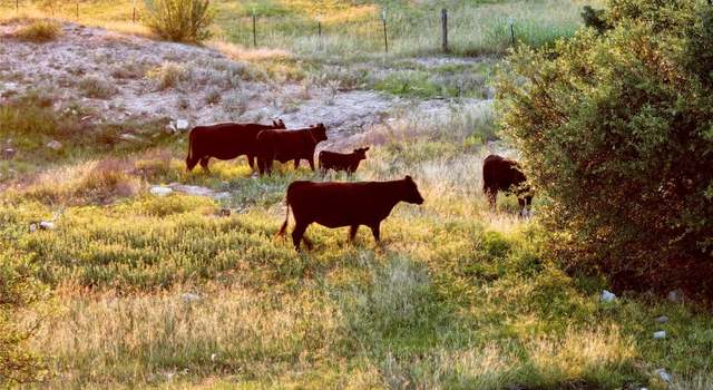 Photo of Lot 2 Fm 2657, Briggs, TX 78608