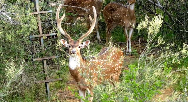Photo of 392 County Road 230, San Saba, TX 76877