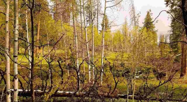 Photo of Lot 17 Black Horse II at Stagecoach, Oak Creek, CO 80467