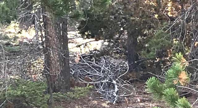 Photo of 753.1 Forest Service Rd, Black Hawk, CO 80422