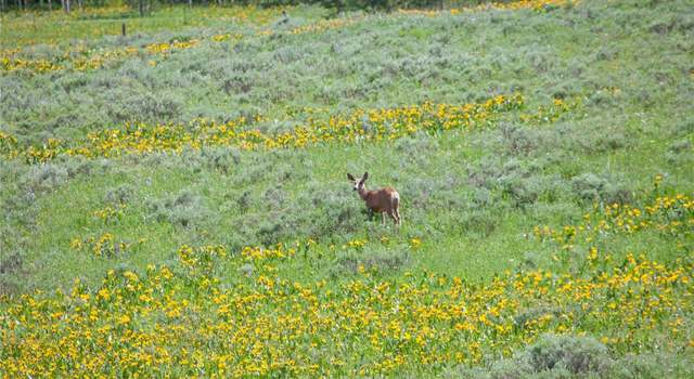 Photo of Tbd Rcr 129, Clark, CO 80428