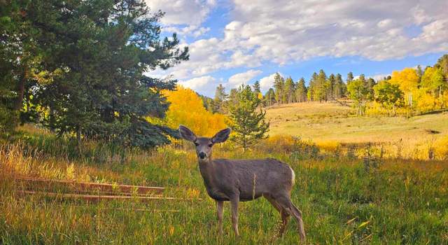 Photo of 10858 Norton Ave, Conifer, CO 80433
