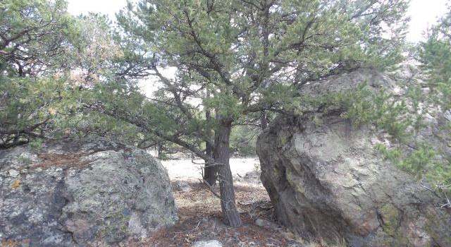 Photo of 1794 Willow Creek Way, Crestone, CO 81131