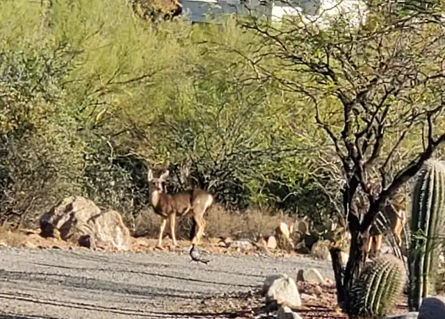 Property at 4000 W Ajo Hwy Unit B, Tucson, AZ, 85746, 1 bed, 1 bath, [object Object]