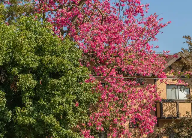 Property at 12633 Burbank Blvd, Valley Village, CA, 91607, 1 bed, 1 bath, [object Object]