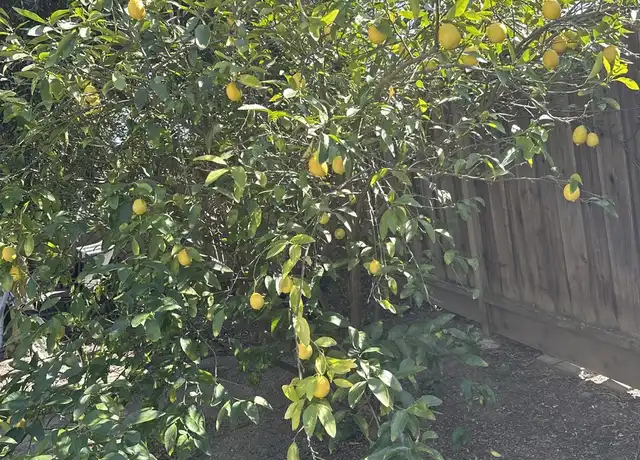 Property at 2058 Edgewood Dr, Palo Alto, CA, 94303, 4 beds, 2 baths, [object Object]