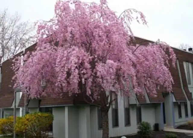 Property at The Village at Laurel Creek - 1990 Laurel Rd, Lindenwold, NJ, 08021, 1 bed, 1 bath, [object Object]