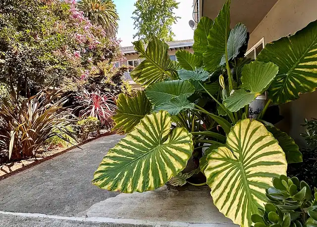 Property at Four Palms - 262 Mariposa Ave, Mountain View, CA, 94041, 1-2 bed, 1 bath, Contact for Price