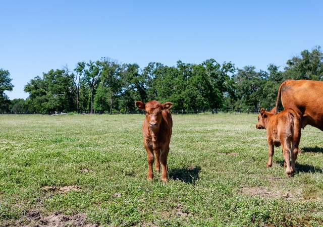 Photo of 1759 VZ County Road 2705, Mabank, TX 75147
